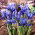 Irys żyłkowany - Iris reticulata - duża paczka! - 100 szt.