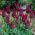 Tulipan Burgundy - GIGA paczka! - 250 szt.