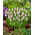 Szafirek różowy - Muscari Pink Sunrise - GIGA paczka! - 50 szt.