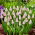 Szafirek różowy - Muscari Pink Sunrise - GIGA paczka! - 50 szt.