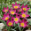 Tulipan botaniczny - Eastern Star - GIGA paczka! - 250 szt.