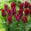 Tulipan Lasting Love - GIGA paczka! - 250 szt.