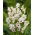 Ixia - Iksja Giant - GIGA paczka! - 1250 szt.
