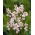 Ixia - Iksja Spotlight - GIGA paczka! - 1250 szt.