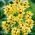 Ixia - Iksja Yellow Emperor - GIGA paczka! - 1250 szt.