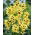 Ixia - Iksja Yellow Emperor - GIGA paczka! - 1250 szt.