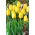 Tulipan Golden Parade - GIGA paczka! - 250 szt.