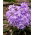Śnieżnik lśniący fioletowy - Chionodoxa Violet Beauty - GIGA paczka! - 500 szt.