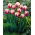 Tulipan Atlantis - GIGA paczka! - 250 szt.