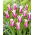 Tulipan Ballade - GIGA paczka! - 250 szt.