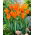 Tulipan Ballerina - GIGA paczka! - 250 szt.