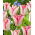 Tulipan Beauty Trend - GIGA paczka! - 250 szt.