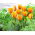 Tulipan Blushing Apeldoorn - GIGA paczka! - 250 szt.