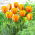 Tulipan Blushing Apeldoorn - GIGA paczka! - 250 szt.