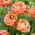 Tulipan Copper Image - GIGA paczka! - 250 szt.