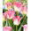 Tulipan Crown of Dynasty - GIGA paczka! - 250 szt.