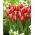 Tulipan Kelly - GIGA paczka! - 250 szt.