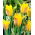 Tulipan Kolpakowskiana - GIGA paczka! - 250 szt.
