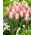 Tulipan Poco Loco - GIGA paczka! - 250 szt.