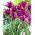 Tulipan Purple Dream - GIGA paczka! - 250 szt.