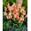 Tulipan Quebec - GIGA paczka! - 250 szt.