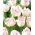 Tulipan Shirley Double - GIGA paczka! - 250 szt.