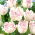 Tulipan Shirley Double - GIGA paczka! - 250 szt.