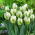 Tulipan Snow Valley - GIGA paczka! - 250 szt.
