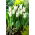Tulipan Tres Chic - GIGA paczka! - 250 szt.