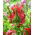 Tulipan Red Wave - GIGA paczka! - 250 szt.