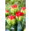 Tulipan Bull's Eye - GIGA paczka! - 250 szt.