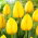 Tulipan Novi Sun - GIGA paczka! - 250 szt.