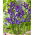 Irys holenderski - Discovery Purple - GIGA paczka! - 500 szt.