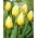 Tulipan Sweetheart - GIGA paczka! - 250 szt.