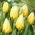 Tulipan Sweetheart - GIGA paczka! - 250 szt.