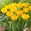 Tulipan Crystal Star - GIGA paczka! - 250 szt.