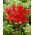 Tulipan Job's Memory - GIGA paczka! - 250 szt.