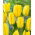 Tulipan Candela - GIGA paczka! - 250 szt.