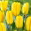 Tulipan Candela - GIGA paczka! - 250 szt.