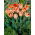 Tulipan Apricot Parrot - 5 szt.