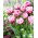 Tulipan Dazzling Desire - duża paczka! - 50 szt.