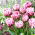 Tulipan Dazzling Desire - 5 szt.