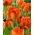 Tulipan Monte Orange - 5 szt.