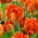Tulipan Monte Orange - 5 szt.