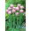 Tulipan Sweet Desire - GIGA paczka! - 250 szt.