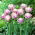 Tulipan Sweet Desire - 5 szt.
