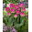 Tulipan Wicked in Pink - 5 szt.