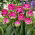Tulipan Wicked in Pink - 5 szt.