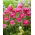 Tulipan Pinksize - duża paczka! - 50 szt.