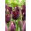 Tulipan Black Jewel - 5 szt.